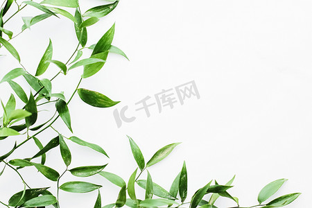 平铺花卉摄影照片_白色背景上的绿叶作为植物框架平铺、生态设计和春季自然平铺