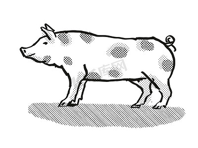 皮特兰猪品种卡通复古绘图