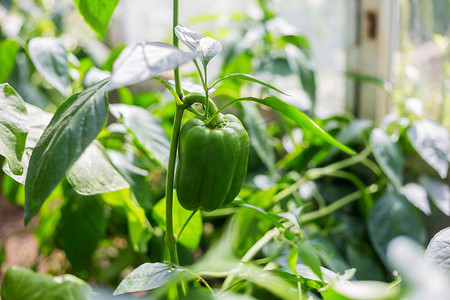 辣椒种植摄影照片_在温室里种植辣椒，未成熟的辣椒生长