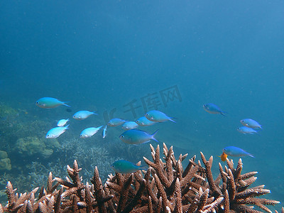 海中有珊瑚的蓝绿色少女鱼，水下景观