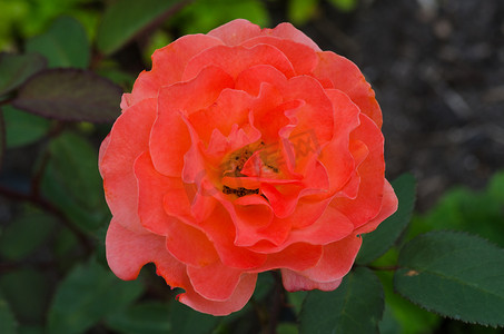 一朵浅红玫瑰的花