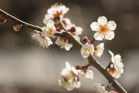 白梅花