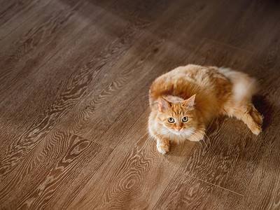 可爱的姜猫躺在木地板上。