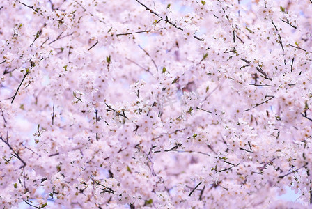 春天盛开的樱花树
