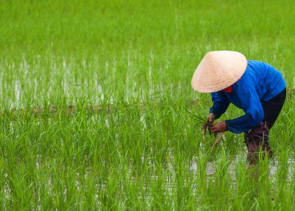 越南：在空旷的稻田中种植水稻。