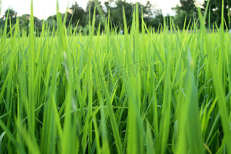 泰国水稻秧苗