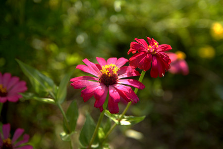 粉红色和红色的百日菊花。