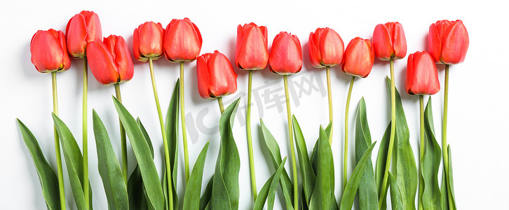 与美丽的红色郁金香在白色背景上的组成。