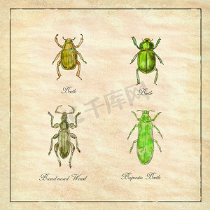 甲虫、宽鼻象鼻虫和 Buprestis 甲虫复古系列