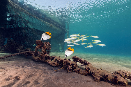 红海中的金线蝶鱼 (chaetodon auriga)。