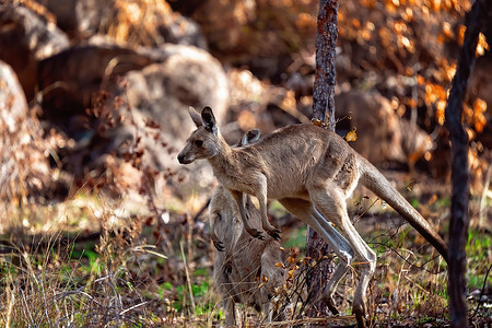 袋鼠跳摄影照片_丛林中的澳大利亚袋鼠
