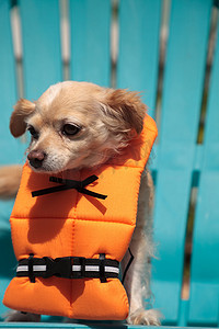 宠物服装摄影照片_可爱的吉娃娃狗在万圣节服装航海橙色生活 v
