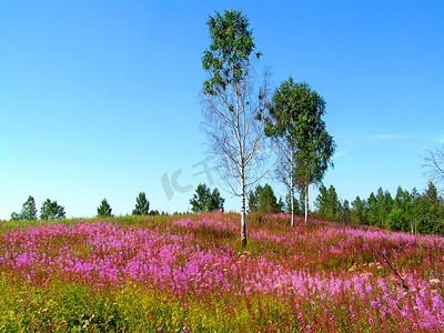 紫红色花朵摄影照片_田野上的紫红色花朵