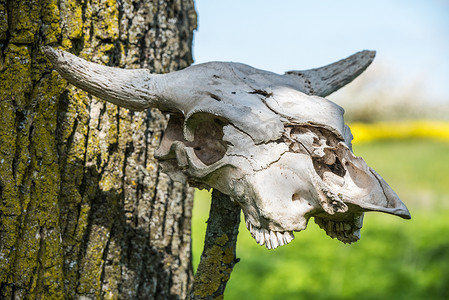 有角的牛头骨架挂在木头上。