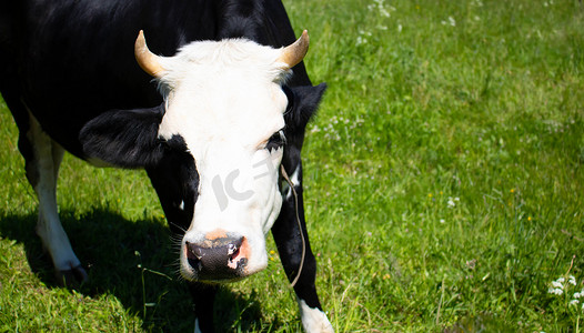 一头好奇的白头黑牛站在绿色的草地上。 
