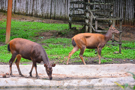 野生动物园摄影照片_水鹿 (Rusa unicolor) 鹿在 Lok Kawi 野生动物园，马来西亚