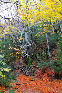 在秋天金黄叶子的秋天百年山毛榉树