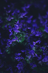 异国情调的紫色花朵和叶子在夜间作为自然背景