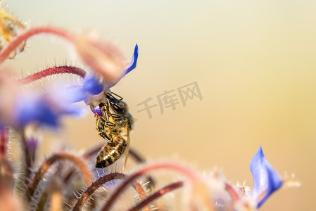 琉璃苣花上的蜜蜂