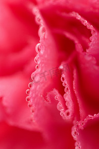 露水摄影照片_带水滴的康乃馨花的宏观