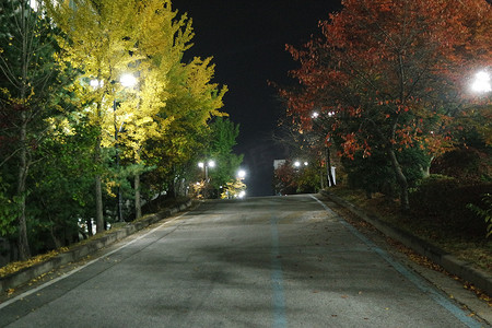 铺砌的人行道或两侧有树木的步行道的夜景