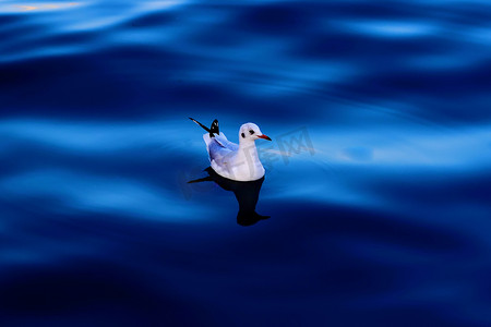 漂浮的羽毛摄影照片_海鸥漂浮在蔚蓝的大海