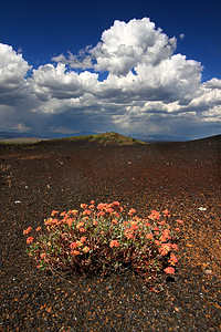 花朵月亮摄影照片_火山景观中的花朵