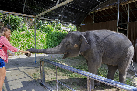 一个女孩在泰国喂一头小象