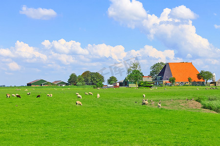 绵羊和家禽在荷兰农场附近的草地上吃草