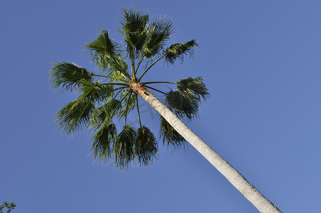 扇形抽奖摄影照片_高扇形棕榈树