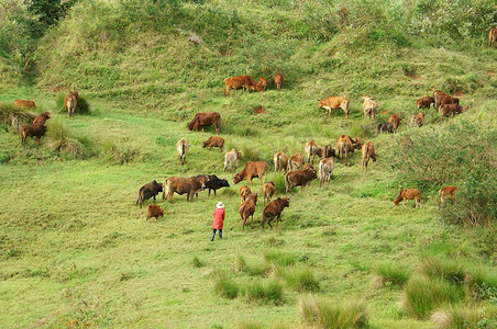 羊群草原摄影照片_人们在草原上放牧一群牛（牛）