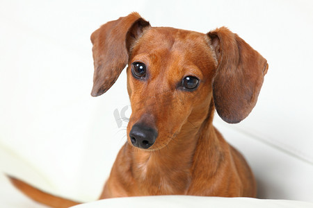 沙发上的狗狗摄影照片_沙发上的腊肠狗