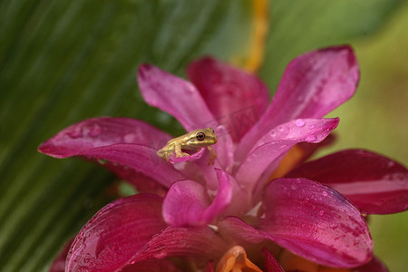 可爱的小松林树蛙 Dryphophytes femoralis 栖息在