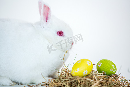白色兔子在箔纸包裹的复活节彩蛋巢旁边
