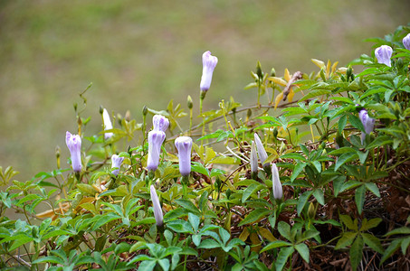 牵牛花之花