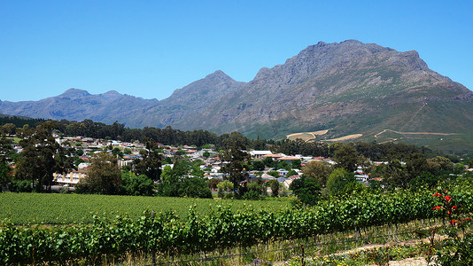 南非西开普省的葡萄园