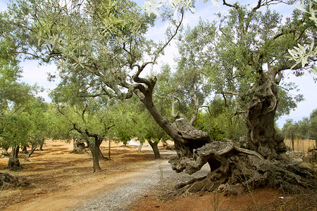 千秋伟业百年风华摄影照片_来自地中海马略卡岛的百年橄榄树
