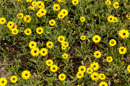 一度摄影照片_花园里的 Reichardia Tingitana 花