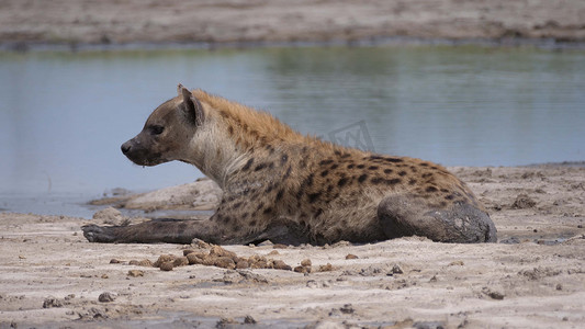 躺在池塘附近的斑点鬣狗