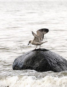 海中石头摄影照片_海中石头上的海鸥