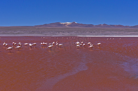红湖摄影照片_红湖，玻利维亚，南美洲