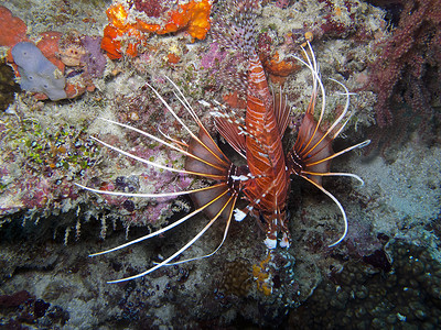 斑鳍狮子鱼 (Pterois antennata)