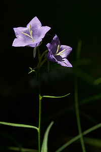 紫桔梗花在森林中开放开花