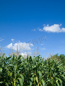 玉米树绿叶和天空