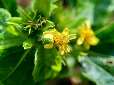 战火摄影照片_具有自然背景的节点杂草（也称为 Synedrella nodiflora、synderella 杂草）的宏观照片。