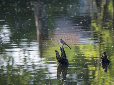 白色的 Wagtail Motacilla alba 站在漂浮的木棍或树干上，在绿色美丽的湖面上倒影，背景五颜六色。