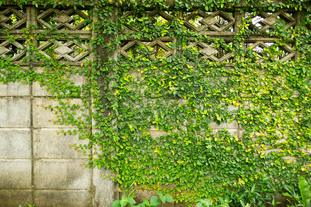 花卉背景墙摄影照片_绿叶背景墙