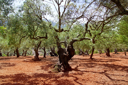 来自马略卡岛的橄榄树和红粘土