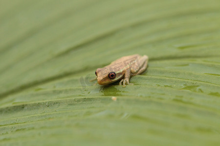 小松树林树蛙 Dryphophytes femoralis 栖息在 gr