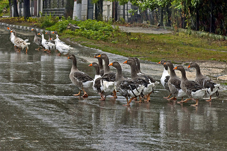 许多家鸭在雨中归来